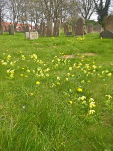 Cowslips in the Living Churchyard